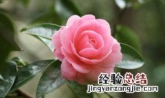 四季茶花怎样繁殖扦插 四季山茶花的扦插繁殖步骤是什么