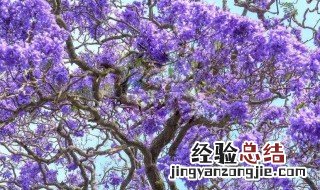 蓝花楹耐寒吗 蓝花楹最低耐寒多少度