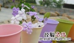 花盆里有小飞虫怎么去除小妙招 花土里的小飞虫怎么彻底清除