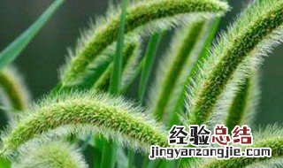 狗尾巴草的寓意 狗尾巴草意义介绍