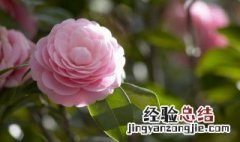 粉色茶花的花语是什么 茶花有什么花语