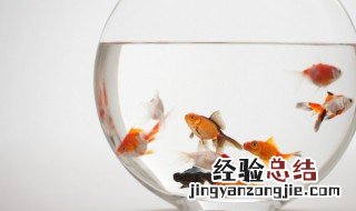 家庭养鱼适合养殖什么品种 家养鱼什么品种好养