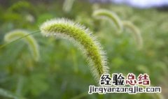 狗尾巴草花语是什么 关于狗尾巴草花语介绍