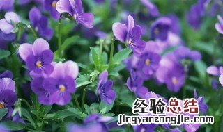 紫罗兰在室内养有什么好处 紫罗兰可以在室内养吗
