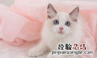 养猫会带来什么运气 养猫有什么说法