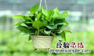 绿萝种植技巧是什么 怎样种植绿萝 绿萝的栽培技术