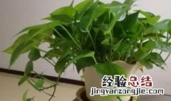 吸甲醛用什么植物好 吸甲醛放什么植物比较好