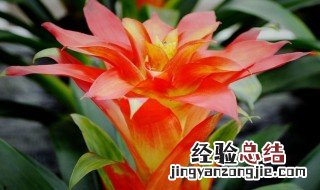 凤梨花的养殖 凤梨花怎么养