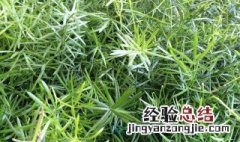 武竹种子的养殖方法和注意事项 武竹种子的种植方法