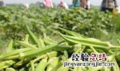 种植什么最赚钱农村 现在种植什么最赚钱