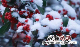 初雪的寓意和象征 初雪的寓意和象征介绍