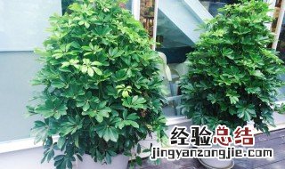 植物八方来财的养殖方法 植物八方来财的养殖方法视频