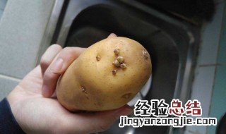 挖回家的土豆怎么保存不发芽 土豆怎么保存不长芽