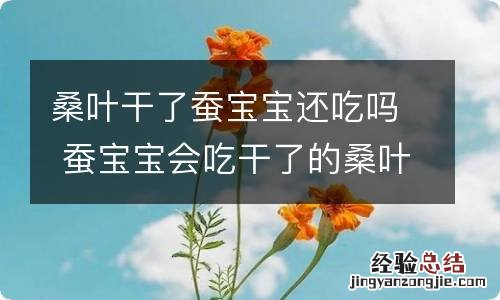 桑叶干了蚕宝宝还吃吗 蚕宝宝会吃干了的桑叶吗