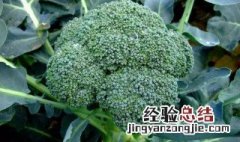 西兰花种植 西兰花的种植方法介绍