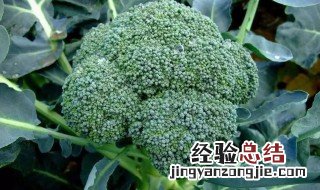 西兰花种植 西兰花的种植方法介绍