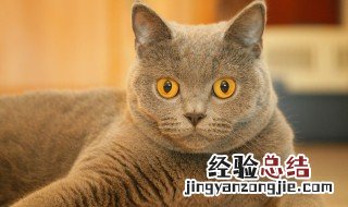 猫为什么叫衔蝉 猫为什么叫衔蝉奴