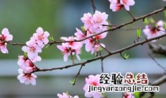 过年买什么鲜花放家里好一点 过年买什么鲜花放家里好