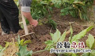 人参除草方法 人参除草方法是什么