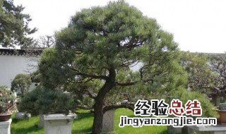 针叶松叶子发黄如何处理 五针松针叶发黄的补救方法