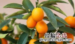 春节家里放什么花最吉利 春节家里放什么花最吉利图片