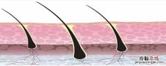 毛发的作用包括输送能量 毛发的作用包括