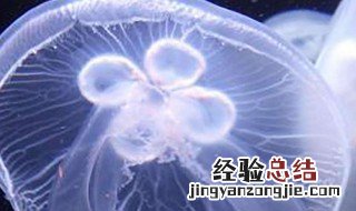 桃花水母可以养吗视频 桃花水母可以养吗