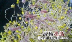 栽培豆芽方法 栽培豆芽方法介绍