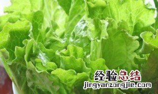 生菜根部切下来可以种吗 生菜根部切下来可以种吗多久可以吃