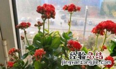 家里安装了地暖可以养花吗 有地暖花可以放地上吗