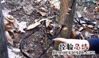 野外生存如何做弓箭陷阱 怎么才可以给动物挖陷阱