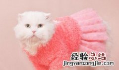 怎样给小猫宝宝做裙子 小猫宝宝裙子的做法