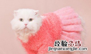 怎样给小猫宝宝做裙子 小猫宝宝裙子的做法