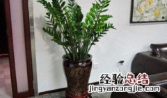 家里种什么花招财 3种助于家里招财的植物