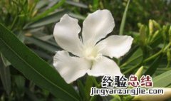 白花是什么意思 白花意思是什么