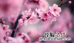 蜡烛梅花制作方法 怎么用蜡烛做梅花