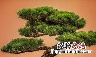 大盆栽浇水技巧 给花浇水的4种方法