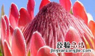 怎么处理花上的小虫子 虫子怎么能去除