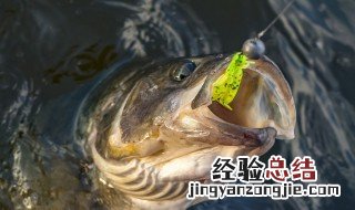 海岛边钓鱼技巧 鱼饵应该如何选择