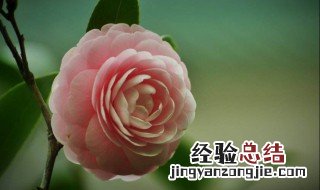 山茶提前开花怎么处理 如何延长花期