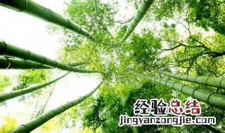 楠竹种植方法 楠竹的繁殖方法有几种