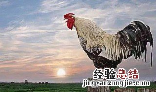 制止公鸡打鸣方法 让鸡变哑巴的土方法