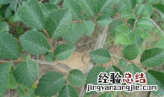 榆树籽种植方法 有什么种植的小技巧