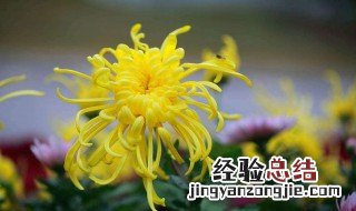 马菊花种植方法 种植的时候需要注意什么