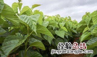 桑树的繁殖方法视频 桑树的繁殖方法