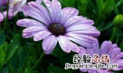 非洲菊缓苗方法 非洲菊怎么育苗