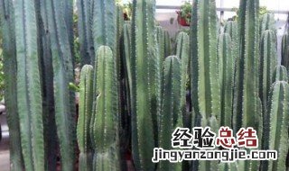 仙人丛种植方法 种植的妙招介绍