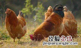 催醒有什么方法 母鸡抱窝催醒方法