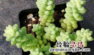 玉缀多肉用什么盆种 多肉玉缀的养殖小技巧