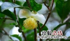 山茶花的采收加工方法 山茶花的采收加工方法是